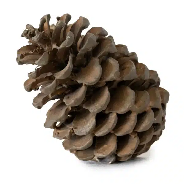 Brons Skulptur - Big pinecone Design Mikael Andström