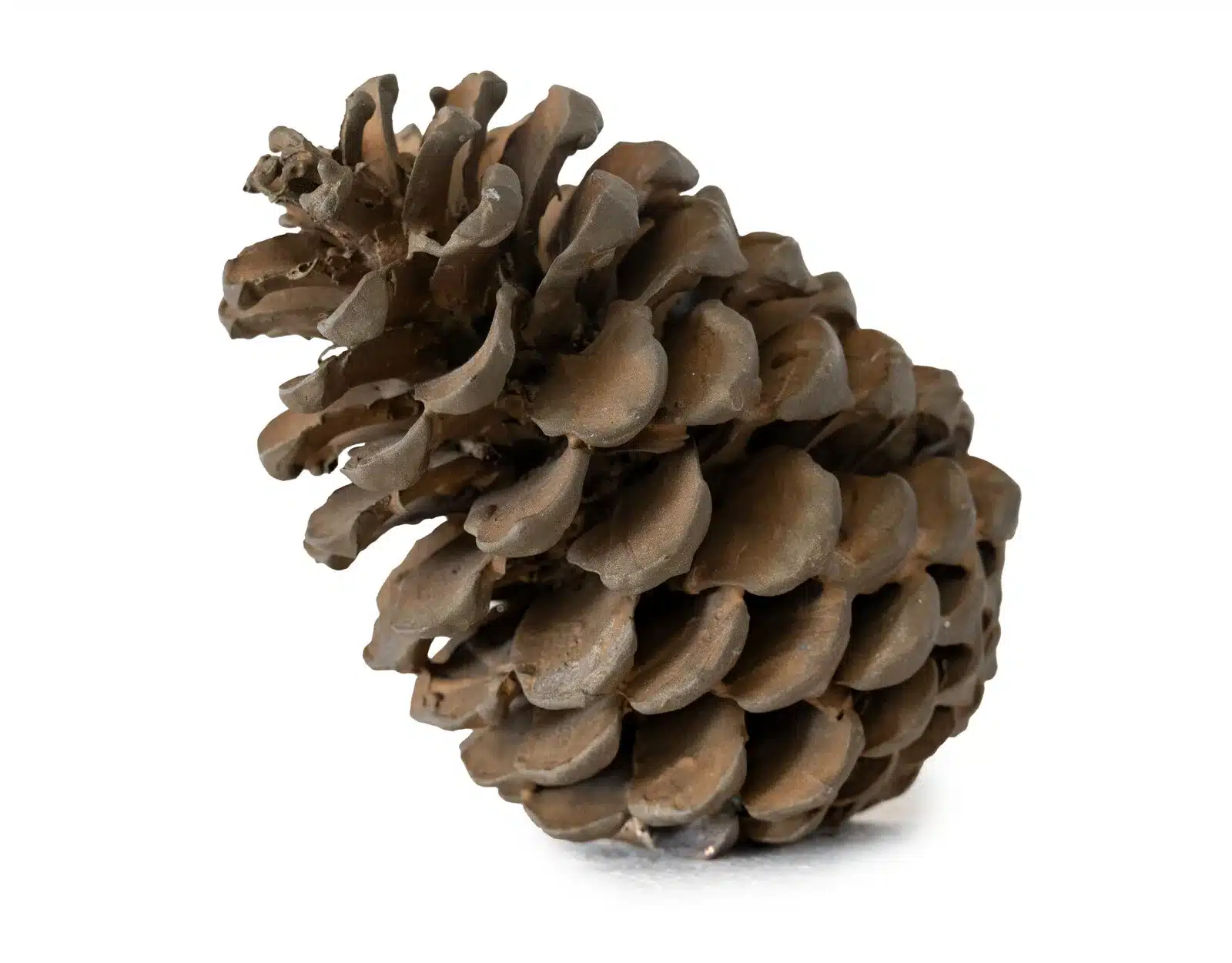 Brons Skulptur - Big pinecone Design Mikael Andström